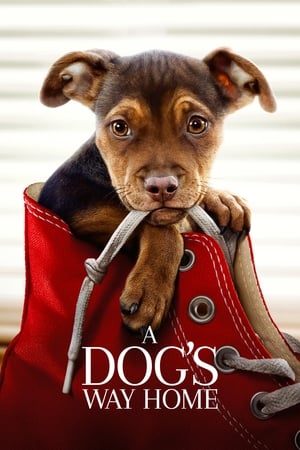 A Dog’s Way Home เพื่อนรักผจญภัยสี่ร้อยไมล์ (2019)